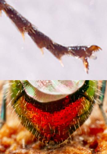 Pseudomalus auratus